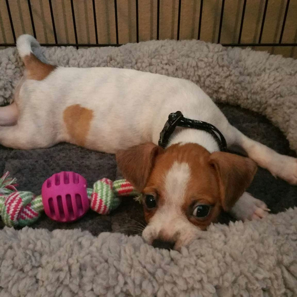 Meet your Posher, Roxy